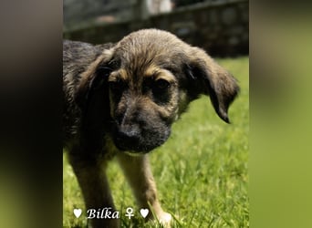 Baci, Bado und Bilka suchen ab 1.8. ein Zuhause