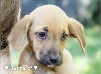 Terry, Tino, Tina, Tobi und Tommy suchen ab Ende Dezember ein Zuhause