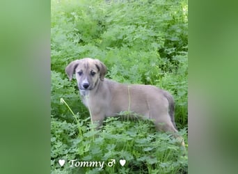 Tommy sucht ab Januar ein Zuhause