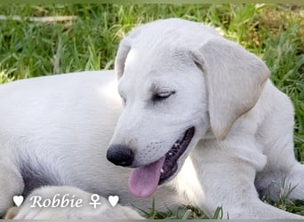 Robbie, f., in SÜW zu besuchen  sucht eine Familie