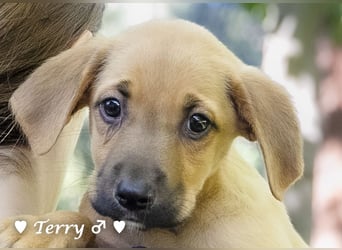 Terry, Tino, Tina, Tobi und Tommy suchen ab Ende Dezember ein Zuhause