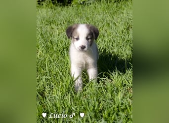 Lucio, Polly und Molly suchen ein Zuhause