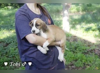 Terry, Tino, Tina, Tobi und Tommy suchen ab Ende Dezember ein Zuhause