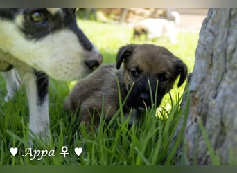 Appa und Momo suchen ein zuhause