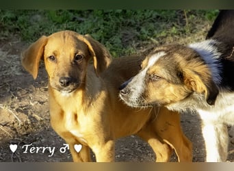 Neue Bilder: Terry und Tommy suchen ab Januar ein Zuhause