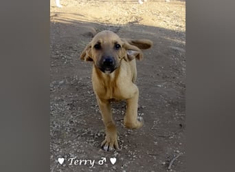 Neue Bilder: Terry und Tommy suchen ab Januar ein Zuhause