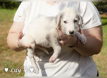 Lily und Dove (Rüde)  suchen  ihre Familie ab sofort