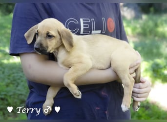 Terry, Tino, Tina, Tobi und Tommy suchen ab Ende Dezember ein Zuhause