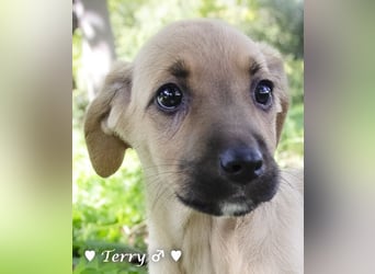 Neue Bilder: Terry und Tommy suchen ab Januar ein Zuhause