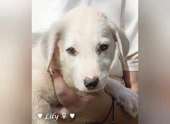 Lily und Dove (Rüde)  suchen  ihre Familie ab sofort