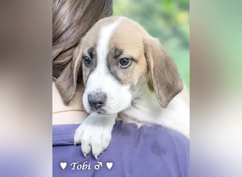 Terry, Tino, Tina, Tobi und Tommy suchen ab Ende Dezember ein Zuhause