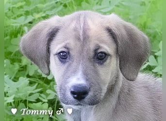 Tommy sucht ab Januar ein Zuhause