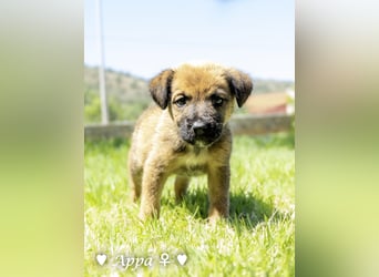 Appa und Momo suchen ein zuhause