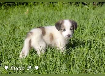Lucio, Polly und Molly suchen ein Zuhause