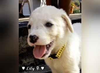 Lily und Dove (Rüde)  suchen  ihre Familie ab sofort