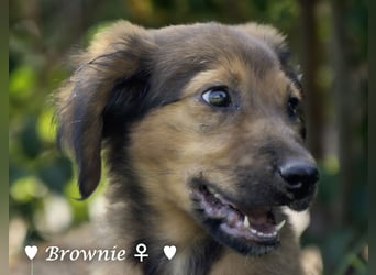 Baja,  Bambi, Scorpio und   Brownie suchen ab August ein Zuhause