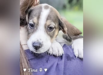 Terry, Tino, Tina, Tobi und Tommy suchen ab Ende Dezember ein Zuhause