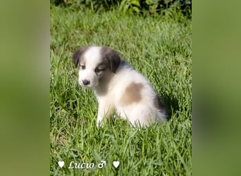 Lucio, Polly und Molly suchen ein Zuhause