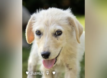 Update: drei Welpen (Baja,  Bambi, und   Brownie) suchen ab  Ende August ein Zuhause