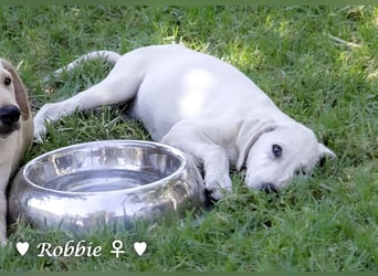 Robbie, f., in SÜW zu besuchen  sucht eine Familie