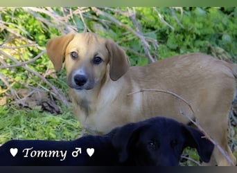 Neue Bilder: Terry und Tommy suchen ab Januar ein Zuhause