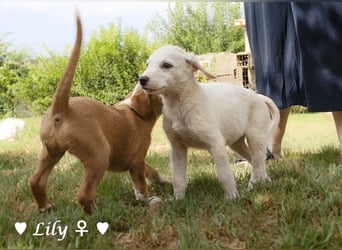 Lily und Dove (Rüde)  suchen  ihre Familie ab sofort