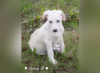 Lily und Dove (Rüde)  suchen  ihre Familie ab sofort