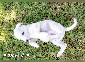 Lily und Dove (Rüde)  suchen  ihre Familie ab sofort