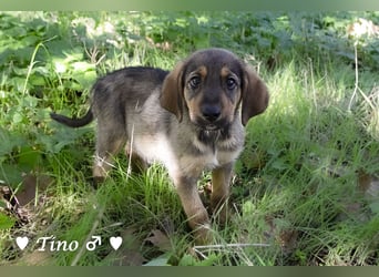 Terry, Tino, Tina, Tobi und Tommy suchen ab Ende Dezember ein Zuhause