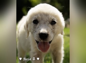 Update: zwei Welpen (Baja und Bambi suchen ab  Ende August ein Zuhause