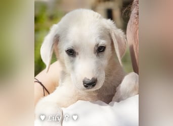Lily und Dove (Rüde)  suchen  ihre Familie ab sofort