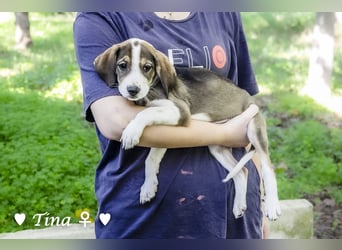 Terry, Tino, Tina, Tobi und Tommy suchen ab Ende Dezember ein Zuhause