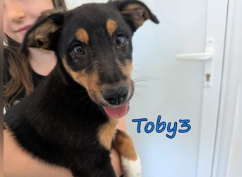 Toby3 geb. 03/2026 (GRC) - aufgeweckter kleiner Charmeur sucht seinen Wirkungskreis!