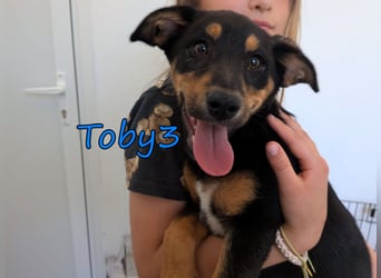 Toby3 geb. 03/2026 (GRC) - aufgeweckter kleiner Charmeur sucht seinen Wirkungskreis!