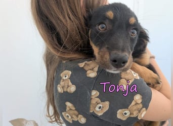 Tonja geb. 03/2026 (GRC) - verspielte Welpin will das Leben entdecken!