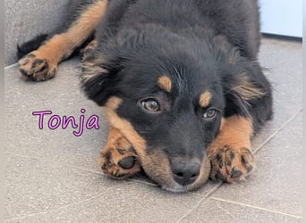 Tonja geb. 03/2026 (GRC) - verspielte Welpin will das Leben entdecken!