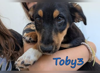 Toby3 geb. 03/2026 (GRC) - aufgeweckter kleiner Charmeur sucht seinen Wirkungskreis!