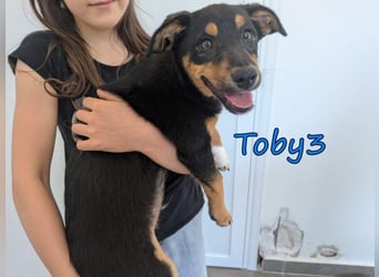 Toby3 geb. 03/2026 (GRC) - aufgeweckter kleiner Charmeur sucht seinen Wirkungskreis!
