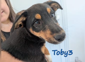 Toby3 geb. 03/2026 (GRC) - aufgeweckter kleiner Charmeur sucht seinen Wirkungskreis!