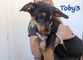 Toby3 geb. 03/2026 (GRC) - aufgeweckter kleiner Charmeur sucht seinen Wirkungskreis!