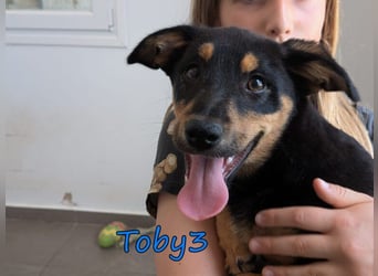 Toby3 geb. 03/2026 (GRC) - aufgeweckter kleiner Charmeur sucht seinen Wirkungskreis!