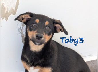 Toby3 geb. 03/2026 (GRC) - aufgeweckter kleiner Charmeur sucht seinen Wirkungskreis!