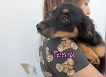 Tonja geb. 03/2026 (GRC) - verspielte Welpin will das Leben entdecken!