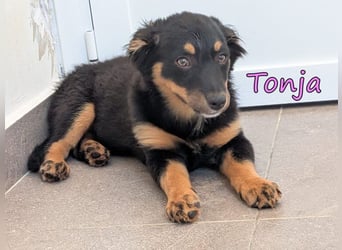 Tonja geb. 03/2026 (GRC) - verspielte Welpin will das Leben entdecken!
