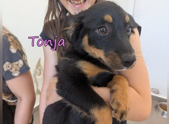 Tonja geb. 03/2026 (GRC) - verspielte Welpin will das Leben entdecken!