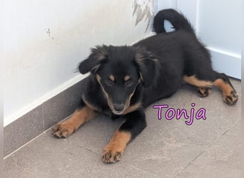 Tonja geb. 03/2026 (GRC) - verspielte Welpin will das Leben entdecken!