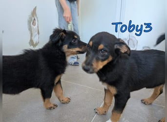 Toby3 geb. 03/2026 (GRC) - aufgeweckter kleiner Charmeur sucht seinen Wirkungskreis!