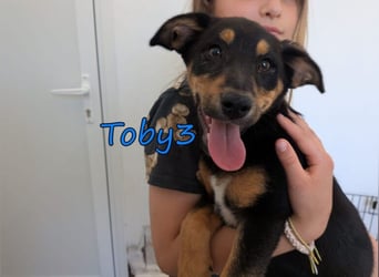 Toby3 geb. 03/2026 (GRC) - aufgeweckter kleiner Charmeur sucht seinen Wirkungskreis!