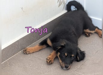 Tonja geb. 03/2026 (GRC) - verspielte Welpin will das Leben entdecken!