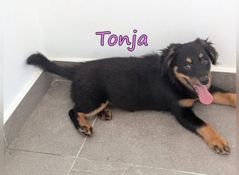 Tonja geb. 03/2026 (GRC) - verspielte Welpin will das Leben entdecken!